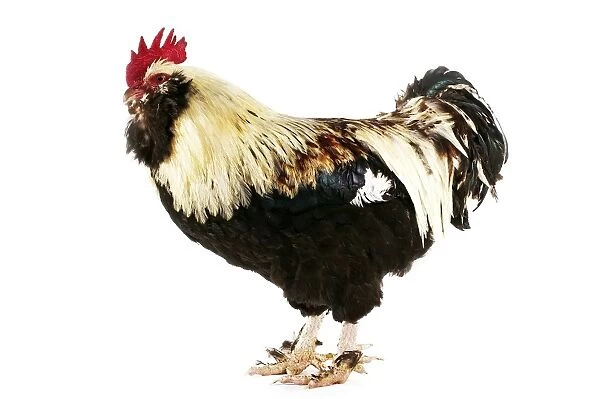 Domestic Chicken, Faverolle, cockerel, standing