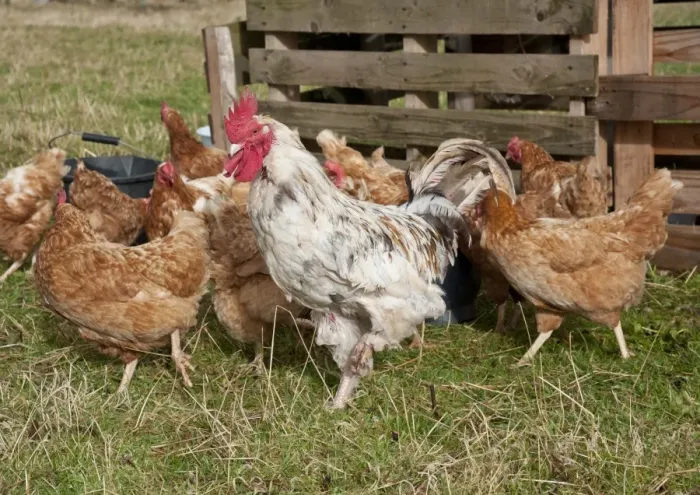 Framed Print : Domestic Chicken, Free-range cockerel and hens, flock standing on grass, Bouldon, Shropshire, England, september