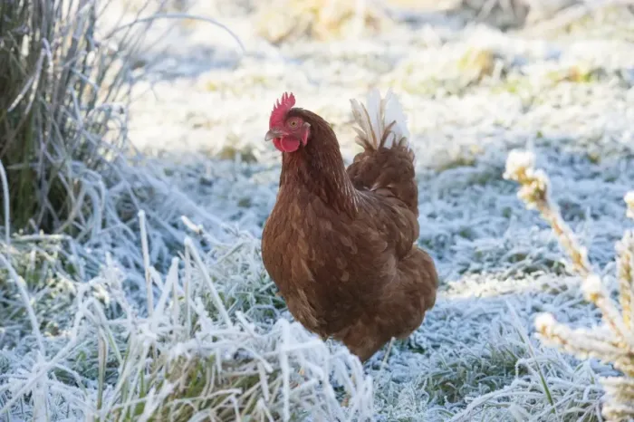 Framed Print : Domestic Chicken, free-range hen, standing in frosty grass, Chipping, Lancashire, England, December Framed Print : Domestic Chicken, free-range hen, standing in frosty grass, Chipping, Lancashire, England, December