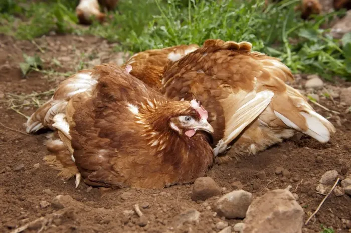 Framed Print : Domestic Chicken, free-range hens, dust bathing, Cumbria, England, june Framed Print : Domestic Chicken, free-range hens, dust bathing, Cumbria, England, june