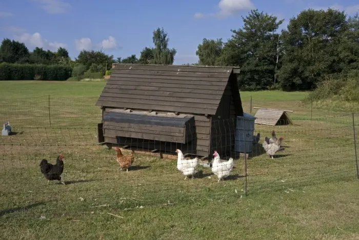 Framed Print : Domestic Chicken, free-range hens, flock with coop in run on smallholding, England, july