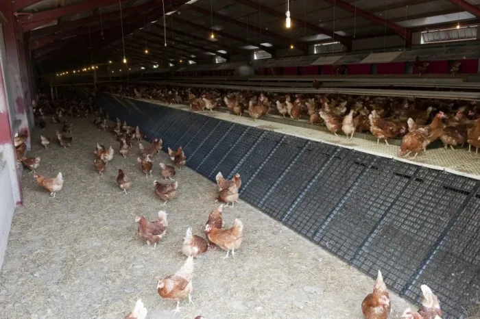 Framed Print : Domestic Chicken, free-ranges hens, interior of unit building, Cumbria, England, june Framed Print : Domestic Chicken, free-ranges hens, interior of unit building, Cumbria, England, june