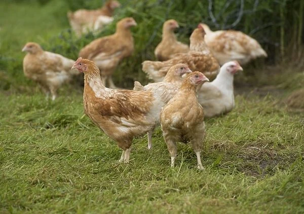 Domestic Chicken, freerange broiler flock, standing on grass, Burnley, Lancashire, England, August