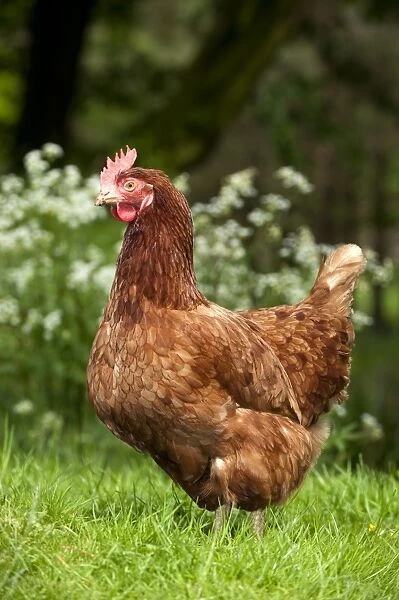 Domestic Chicken, freerange hen, standing on grass in shady woodland, England, may