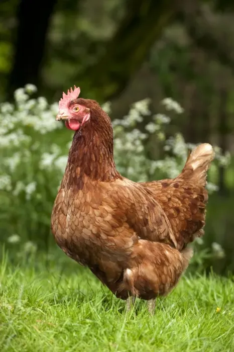 Framed Print : Domestic Chicken, freerange hen, standing on grass in shady woodland, England, may
