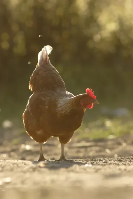 Framed Print : Domestic Chicken, freerange hen, backlit on organic farm, Swillington Organic Farm, West Yorkshire, England, july Framed Print : Domestic Chicken, freerange hen, backlit on organic farm, Swillington Organic Farm, West Yorkshire, England, july