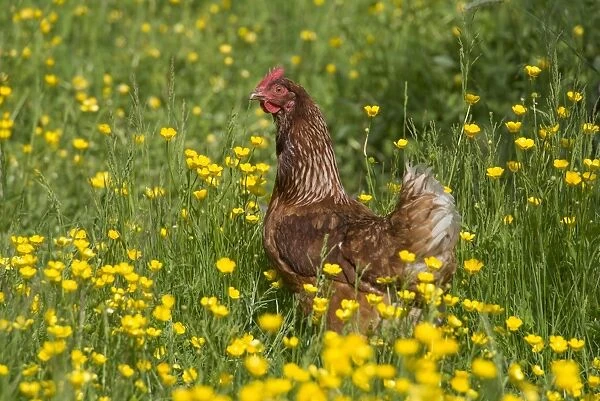 Domestic Chicken, freerange hen, standing amongst flowering buttercups, Lancashire, England, June