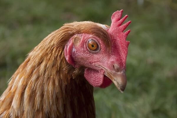 Domestic Chicken, freerange hen, close-up of head, on smallholding, England, october