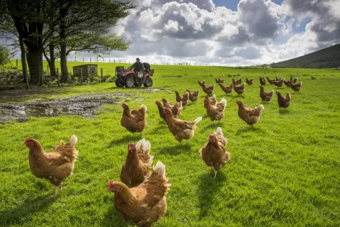 Framed Print : Domestic Chicken, freerange hens, flock in pasture, being fed by farmer on quadbike, Chipping, Lancashire, England, May Framed Print : Domestic Chicken, freerange hens, flock in pasture, being fed by farmer on quadbike, Chipping, Lancashire, England, May
