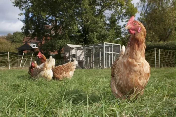Framed Print : Domestic Chicken, freerange hens, foraging on grass, with coop and run in background on smallholding, England, october Framed Print : Domestic Chicken, freerange hens, foraging on grass, with coop and run in background on smallholding, England, october
