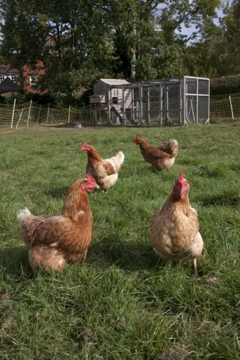 Framed Print : Domestic Chicken, freerange hens, foraging on grass, with coop and run in background on smallholding, England, october Framed Print : Domestic Chicken, freerange hens, foraging on grass, with coop and run in background on smallholding, England, october