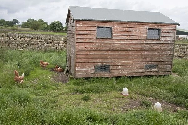 Domestic Chicken, freerange hens beside coop, Northumberland, England, July