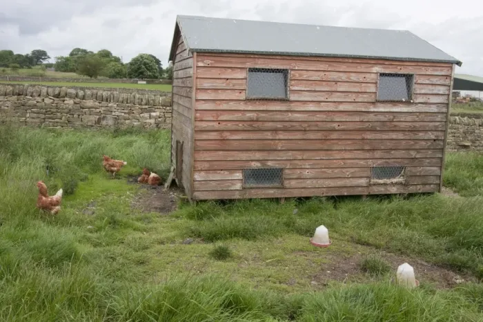 Framed Print : Domestic Chicken, freerange hens beside coop, Northumberland, England, July Framed Print : Domestic Chicken, freerange hens beside coop, Northumberland, England, July