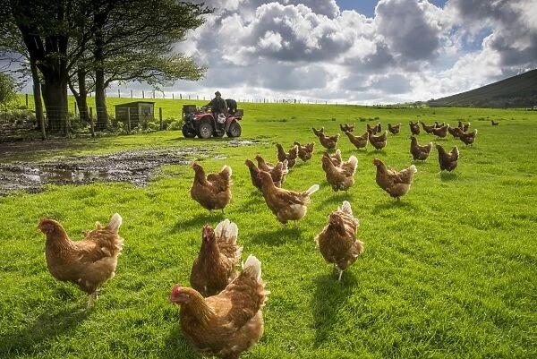 Domestic Chicken, freerange hens, flock in pasture, being fed by farmer on quadbike, Chipping, Lancashire, England, May