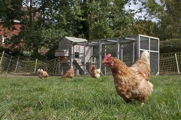 Domestic Chicken, freerange hens, foraging on grass, with coop and run in background on smallholding, England, october
