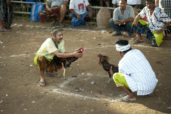 Framed Print : Domestic Chicken, Gamecock, fighting cocks held by owners prior to fight at Siat Sampian (coconut leaf war) festival, Pura (temple) Samuan Tiga, Ubud, Bali, Lesser Sunda Islands, Indonesia Framed Print : Domestic Chicken, Gamecock, fighting cocks held by owners prior to fight at Siat Sampian (coconut leaf war) festival, Pura (temple) Samuan Tiga, Ubud, Bali, Lesser Sunda Islands, Indonesia