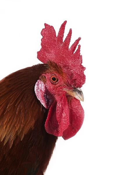 Domestic Chicken, Gaulois Dore, cockerel, close-up of head