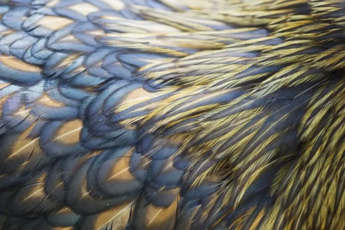 Framed Print : Domestic Chicken, Gold-laced Orpington, freerange hen, close-up of feathers, Essex, England, august Framed Print : Domestic Chicken, Gold-laced Orpington, freerange hen, close-up of feathers, Essex, England, august