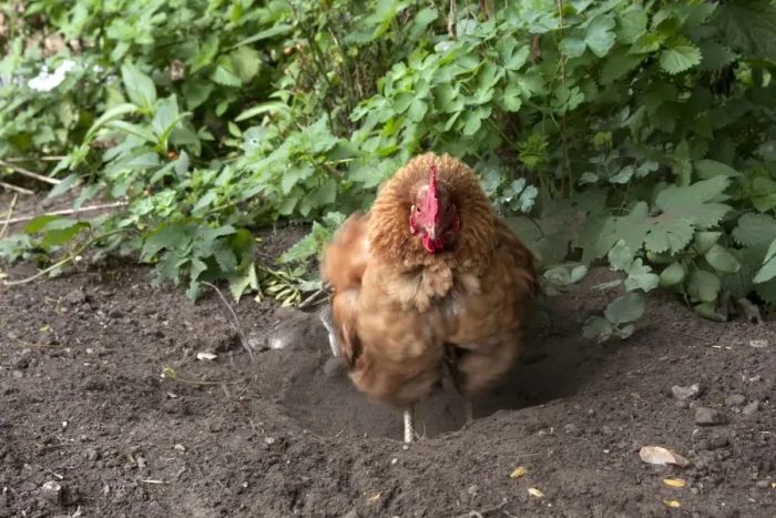 Framed Print : Domestic Chicken, Goldline hybrid hen, dust-bathing, free-range on smallholding, England, september