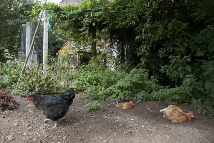 Framed Print : Domestic Chicken, Goldline hybrid hens, dust-bathing, free-range on smallholding, England, september Framed Print : Domestic Chicken, Goldline hybrid hens, dust-bathing, free-range on smallholding, England, september