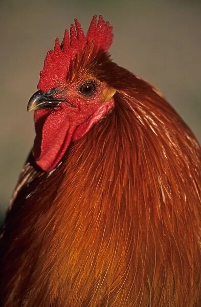 Domestic Chicken, Hedemora Fowl cockerel, close-up of head, Sweden