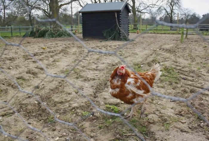 Framed Print : Domestic Chicken, hen, standing in run with coop behind chicken-wire, Easton Farm Park, Easton, Suffolk, England, march Framed Print : Domestic Chicken, hen, standing in run with coop behind chicken-wire, Easton Farm Park, Easton, Suffolk, England, march