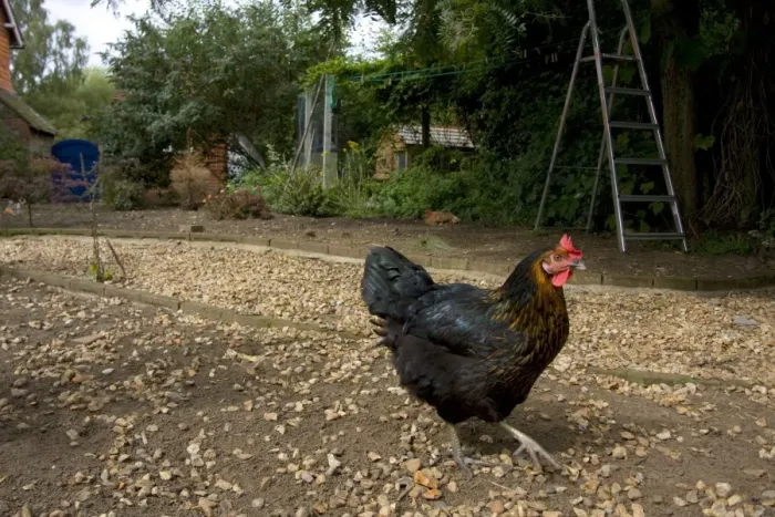 Framed Print : Domestic Chicken, hen, walking, freerange on smallholding, England, september Framed Print : Domestic Chicken, hen, walking, freerange on smallholding, England, september