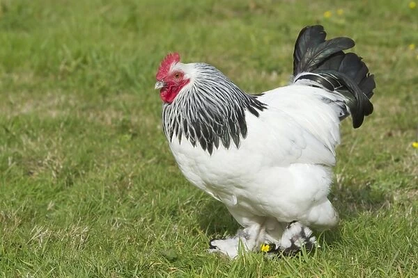Domestic Chicken, Light Sussex, freerange cockerel, standing on grass, Essex, England, august