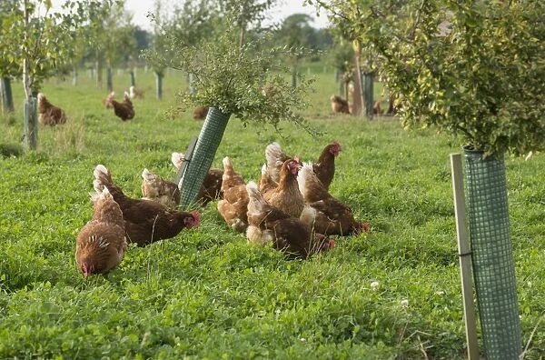 Domestic Chicken, Lohmann Classic, freerange hens, flock encouraged to range with planted trees, Cheshire, England