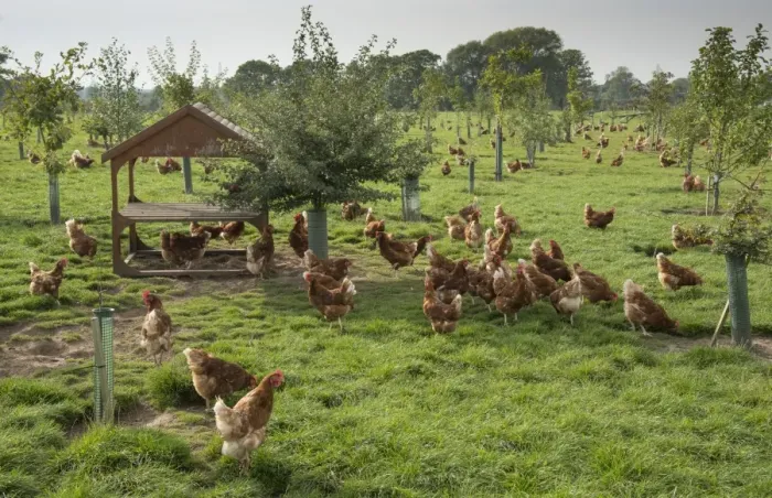 Framed Print : Domestic Chicken, Lohmann Classic, freerange hens, flock encouraged to range with planted trees Framed Print : Domestic Chicken, Lohmann Classic, freerange hens, flock encouraged to range with planted trees