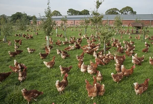 Domestic Chicken, Lohmann Classic, freerange hens, flock encouraged to range with planted trees