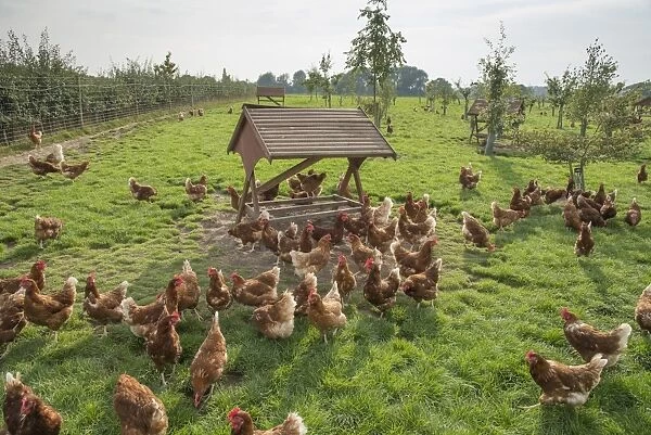 Domestic Chicken, Lohmann Classic, freerange hens, flock encouraged to range with planted trees