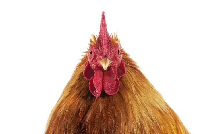 Framed Print : Domestic Chicken, Partridge Brahma, cockerel, close-up of head Framed Print : Domestic Chicken, Partridge Brahma, cockerel, close-up of head