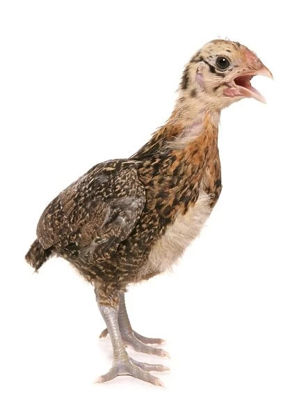 Domestic Chicken, Pekin Bantam, chick, with beak open, standing