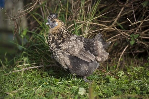 Domestic Chicken, Silkie cross bantam hen, standing on grass, Whitewell, Lancashire, England, december
