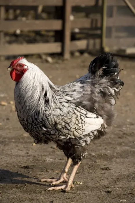 Framed Print : Domestic Chicken, Silver-laced Wyandotte, cockerel, standing in farmyard, England, March
