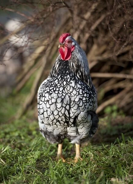 Domestic Chicken, Silver-laced Wyandotte bantam cockerel, standing on grass, Whitewell, Lancashire, England, december