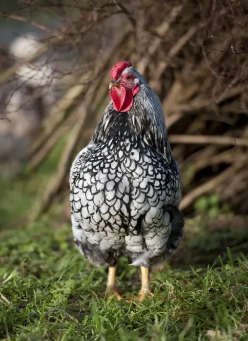 Framed Print : Domestic Chicken, Silver-laced Wyandotte bantam cockerel, standing on grass, Whitewell, Lancashire, England, december Framed Print : Domestic Chicken, Silver-laced Wyandotte bantam cockerel, standing on grass, Whitewell, Lancashire, England, december