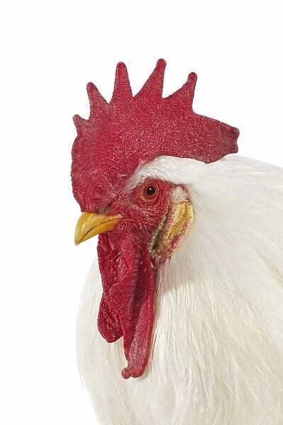 Domestic Chicken, White Leghorn, cockerel, close-up of head