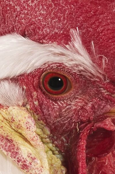 Domestic Chicken, White Leghorn, cockerel, close-up of face