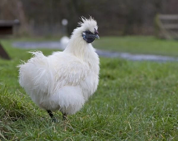 Domestic Chicken, White Silkie bantam hen, standing on grass, Whitewell, Lancashire, England, december