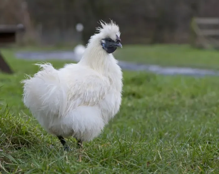 Framed Print : Domestic Chicken, White Silkie bantam hen, standing on grass, Whitewell, Lancashire, England, december Framed Print : Domestic Chicken, White Silkie bantam hen, standing on grass, Whitewell, Lancashire, England, december