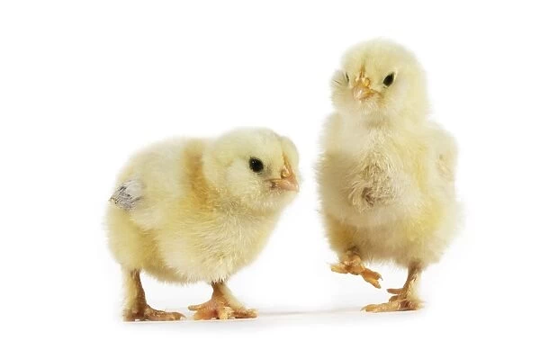 Domestic Chicken, two young chicks, standing