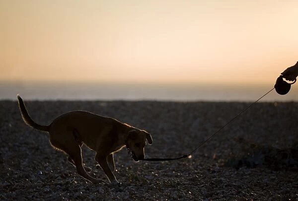 Domestic Dog, adult, on extendable lead, backlit on shingle beach at sunset, Stokes Bay, Hampshire, England, september
