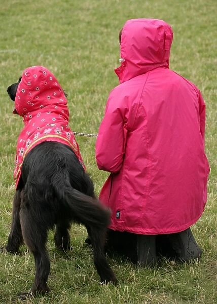 Domestic Dog, adult, with owner in pink coat during dog most like their owner class at fun dog show, England, august
