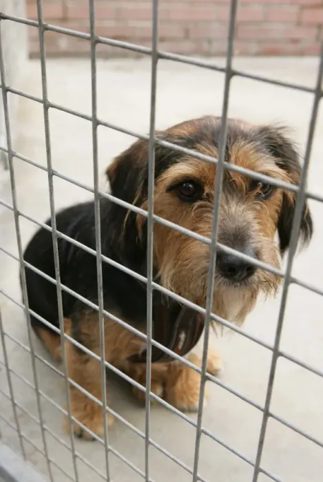 Framed Print : Domestic Dog, adult, sitting behind bars at rescue centre, England, July