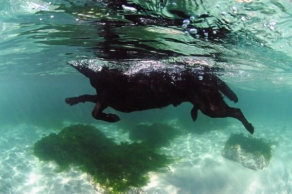 Domestic Dog, adult, swimming in sea, viewed from underwater, Porthnaven, Cornwall, England, september