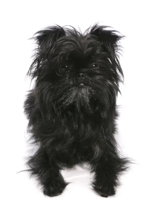 Framed Print : Domestic Dog, Affenpinscher, adult, laying Framed Print : Domestic Dog, Affenpinscher, adult, laying