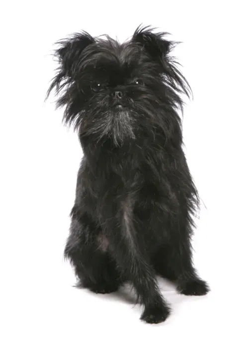 Framed Print : Domestic Dog, Affenpinscher, adult, sitting Framed Print : Domestic Dog, Affenpinscher, adult, sitting