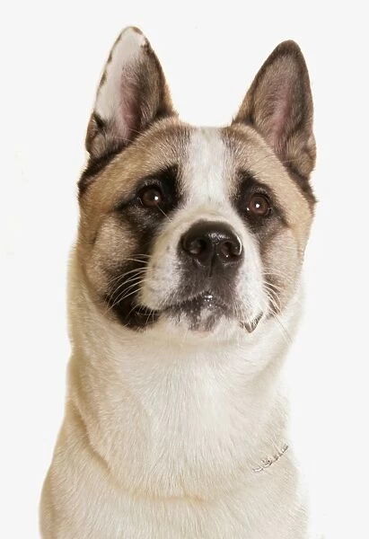 Domestic Dog, Akita Inu, adult, close-up of head